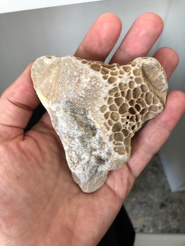 Seltener fossiler