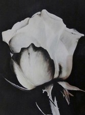 Weisse Rose - Öldruck - im Druck signiert von Bauer - 50 x 60 cm