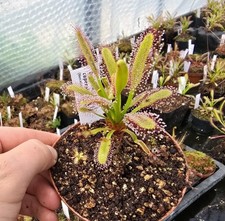 Drosera capensis (Hercules x