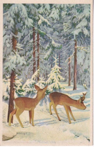Russisch winterwald 1 - winterwald,