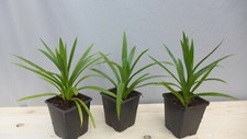 3x Schraubenbaum Pandanus