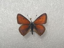 Lycaena hippothoe RARE Entomologie Schmetterling Präparat m FO Taxidermy aus RUS