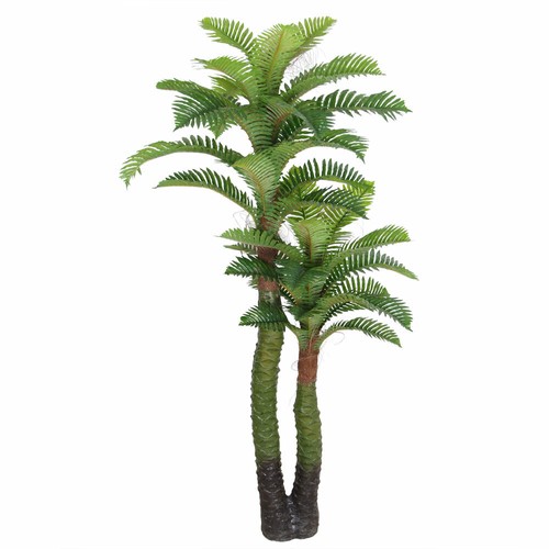 Palmenbaum königs cocos palme - königs,