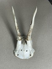 Rehbock Geweih Trophäe Hirsch