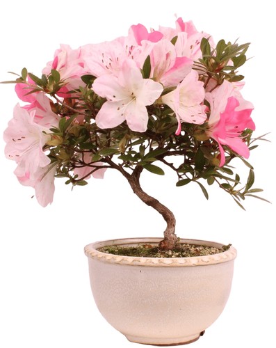 Bonsai japanische satsuki - -,