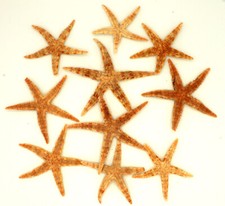10 echte Seesterne ca. 7 - 10 cm 2. Wahl Starfish zur Dekoration