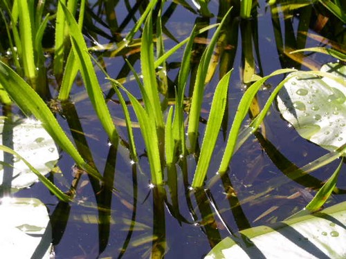 Wasseraloe krebsschere neun - wasseraloe,
