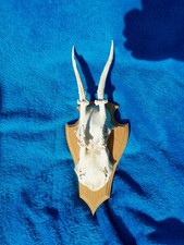 Doppel Baby Rehbock, kleines