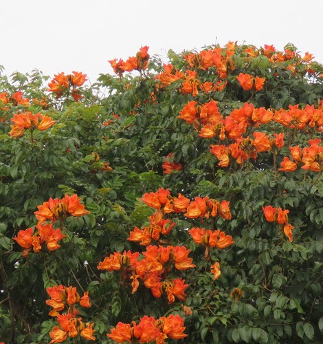 Samen afrikanischer tulpenbaum - samen,