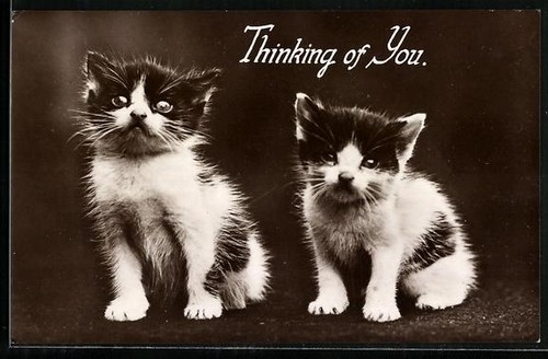 Ansichtskarte zwei katzenbabys - ansichtskarte,