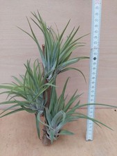 Tillandsia velutina ,3