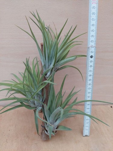 Tillandsia velutina 3 - tillandsia,