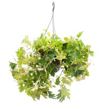Zimmerpflanze zum Hängen -