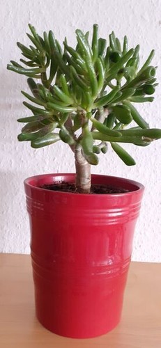 Geldbaum pfennigbaum - geldbaum,