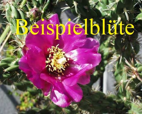 Cylindropuntia imbricata uhlig - imbricata,