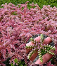 BALDUR Garten Seestern-Blume,6