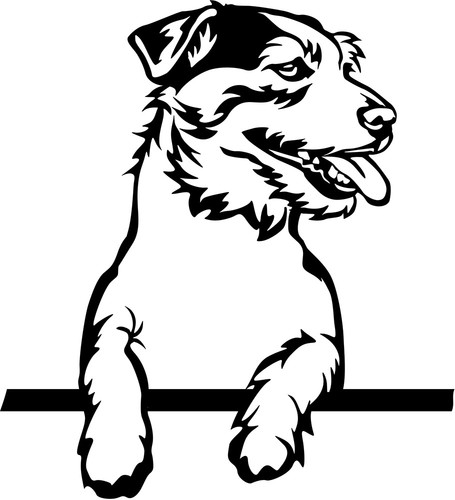 Jack russell terrier - jack,