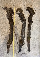 Rebstöcke Weinbergstöcke