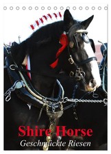 Shire horse geschmückte - shire,