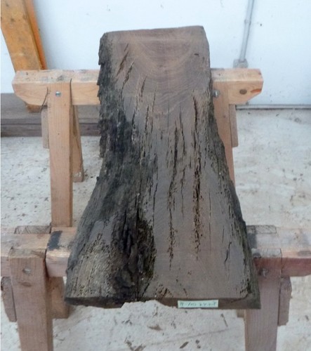 Mooreiche moorholz - mooreiche,