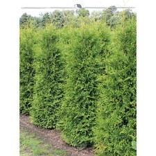 Thuja Brabant 180-200 cm. 3