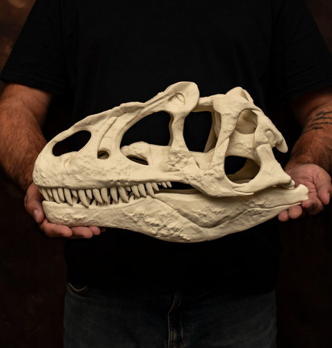 Allosaurus schädel replik - allosaurus, 16
