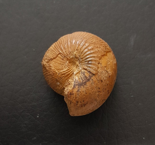 Sphaeroceras auritum dogger - sphaeroceras, auritum,