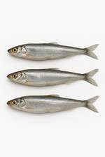 Stinte Köderfische 20 Stück Naturköder für Zander Hecht Aal Dorsch Angeln TK