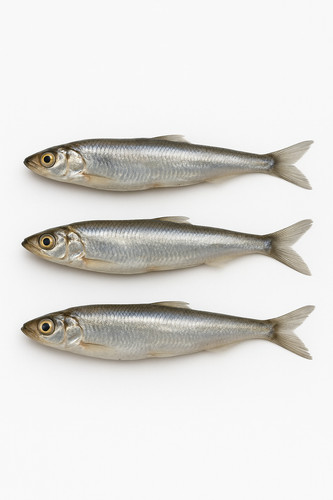 Stinte köderfische stück - stinte,
