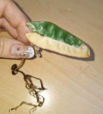 Philodendron billietiae - philodendron,