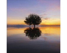 Glasbild Lonely Tree 20x20 cm