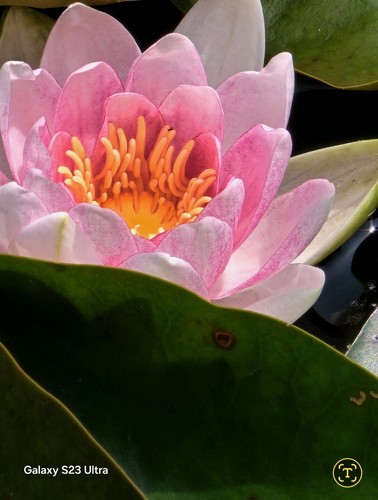 Nymphaea seerosen pink - nymphaea, pink/rosa