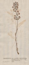Orobanche major Sommerwurz