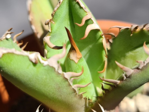 Agave titanota selten jahre - agave, 5