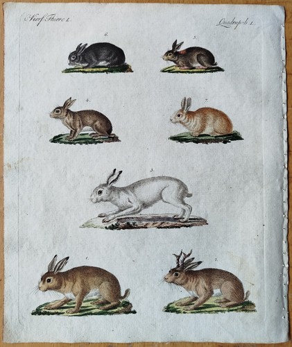 Hase kaninchen bertuch - hase,