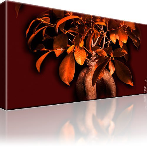 Bonsai baum natur bild - natur, bilder