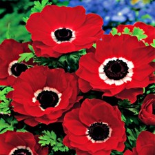 Anemone Zwiebel Staude