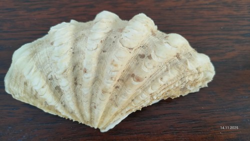 Muschel aus sammlung 13 - aus, nr.