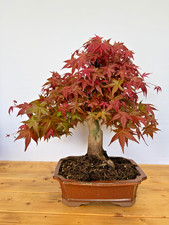 Bonsai Acer Palmatum Deshojo
