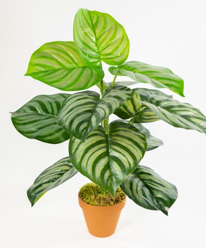 Green apple plant - green,
