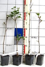 Sorbus x hybrida "Golden