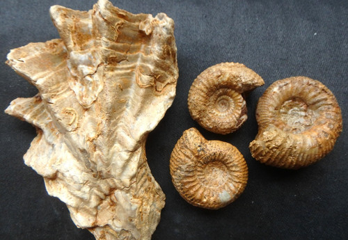 Fossilien ammonit jura dogger - fossilien,