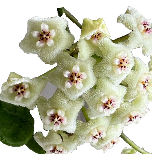 Hoya tengchongensis