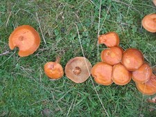 Foto A3 Lärchenboletes