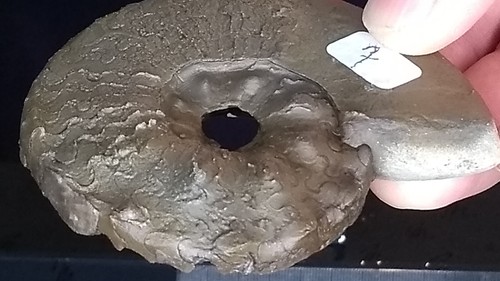 007 ammonit ceratites - 007,