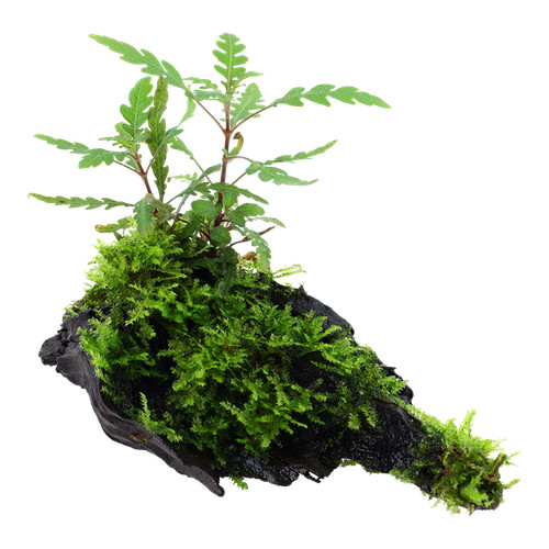 Aquarium pflanze hygrophila - aquarium,