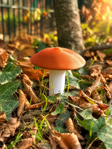 Geocaching pilz versteck - pilz-versteck, –