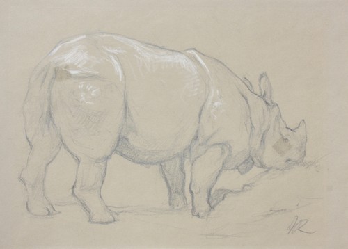 Nashorn tierstudie weiß - nashorn,