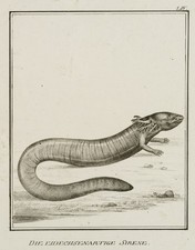 JUNGERMAN (19.Jhd), Eidechsenartige Sirene, Reptilien, Lithographie Figürlich