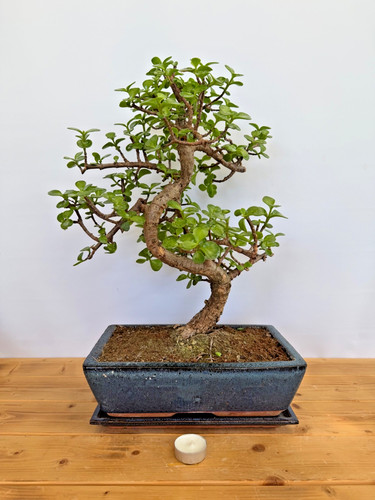 Zimmerbonsai bonsai jadebaum - zimmerbonsai,